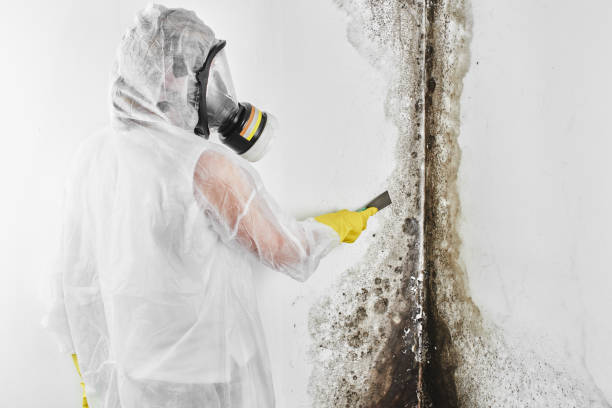 Best Mold Removal Company Near Me  in Brushy Creek, TX