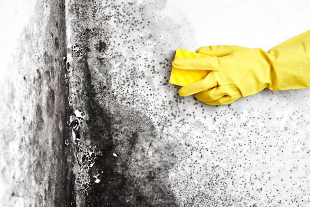 Best Home Mold Removal  in Brushy Creek, TX