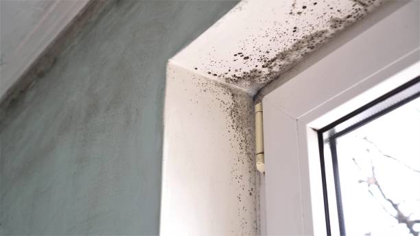 Best Local Mold Removal Service  in Brushy Creek, TX