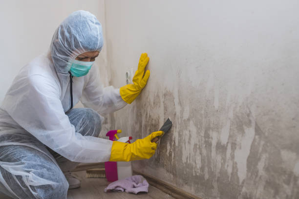 Best Residential Mold Removal  in Brushy Creek, TX