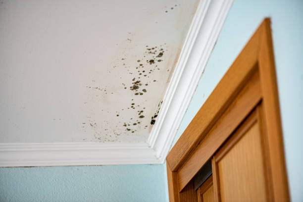 Best Toxic Mold Removal  in Brushy Creek, TX