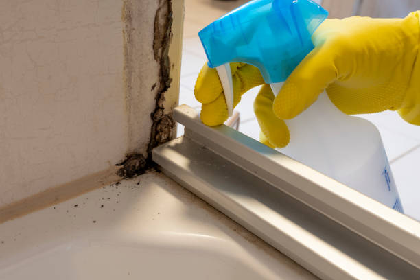 Best Office Mold Removal Services  in Brushy Creek, TX