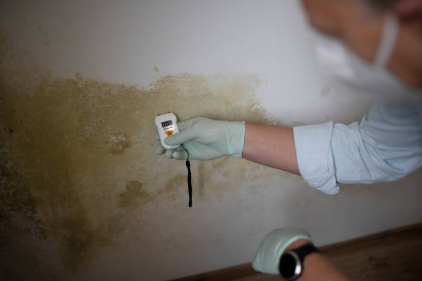 Best Office Mold Removal Services  in Brushy Creek, TX