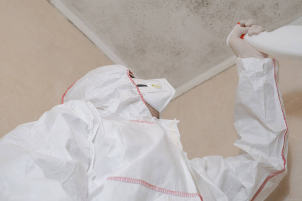 Best Affordable Mold Removal  in Brushy Creek, TX