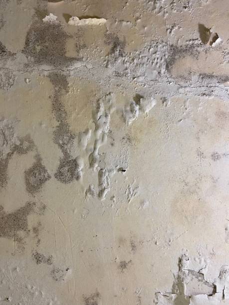 Best Mold Removal Near Me  in Brushy Creek, TX