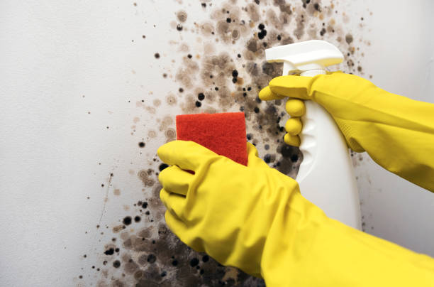 Best Commercial Mold Removal  in Brushy Creek, TX