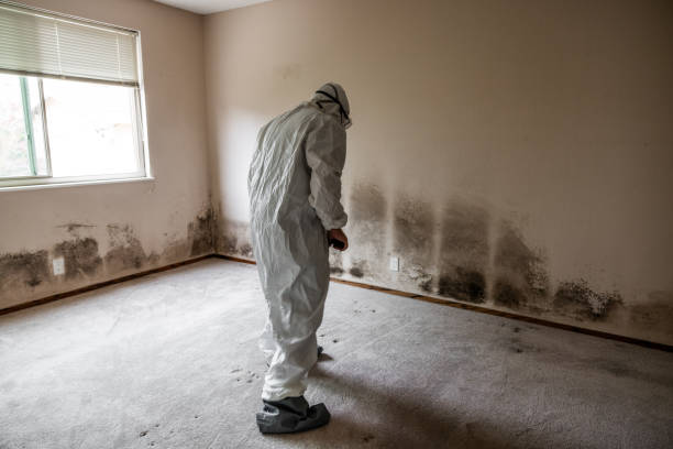 Best Best Mold Removal Companies  in Brushy Creek, TX