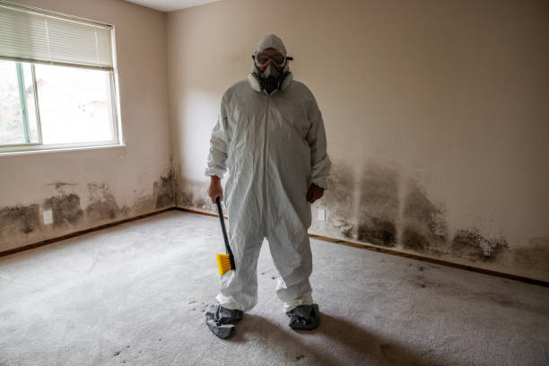 Best Mold Remediation Experts  in Brushy Creek, TX