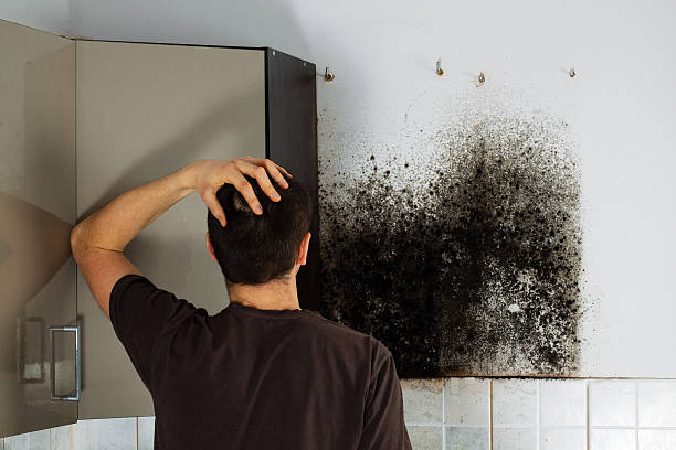 Best Black Mold Removal  in Brushy Creek, TX